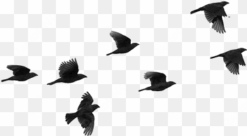 Bird, Overlay, And Tumblr Image - Birds Flying Silhouette transparent png image
