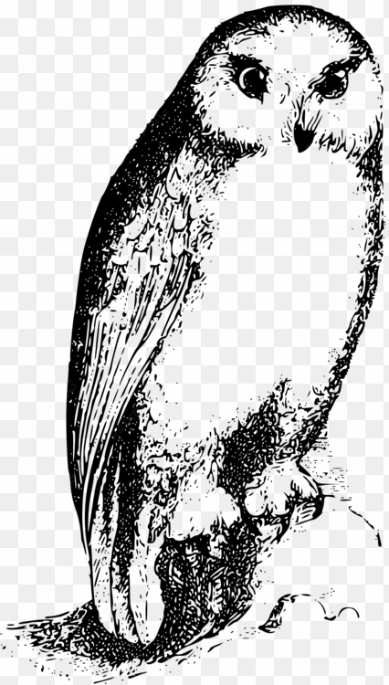 bird owl drawing silhouette beak - bird