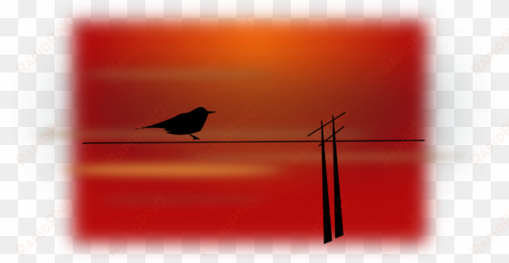 bird scenery silhouette sky sunset - bird scenery vector