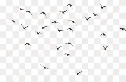 bird silhouette group - pigeons flying flock png