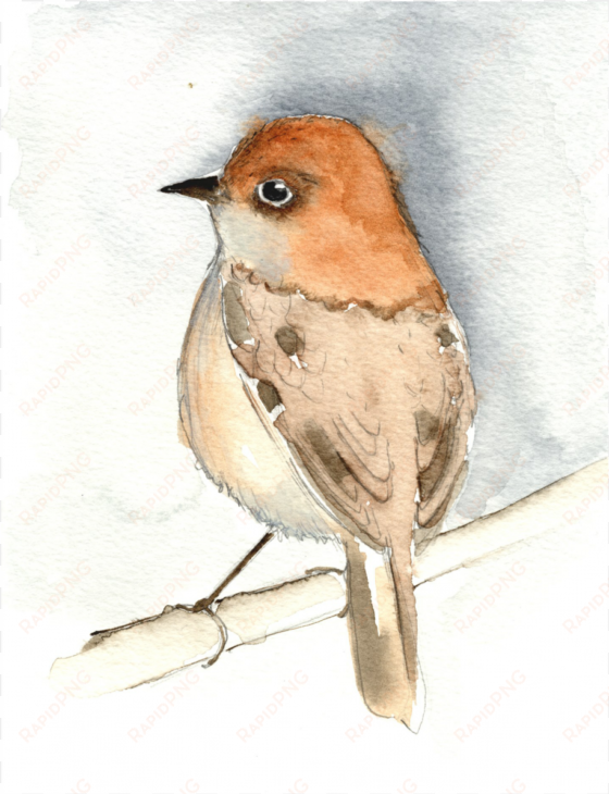 bird watercolour jpeg - european robin