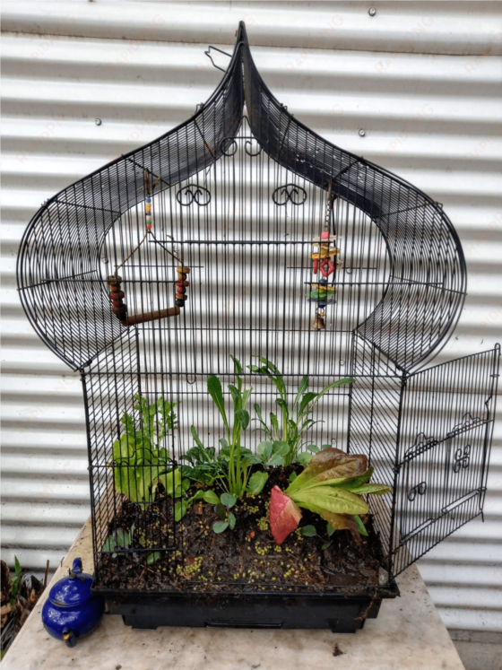 birdcage garden - cage