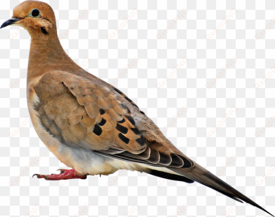 birds - book about mourning doves