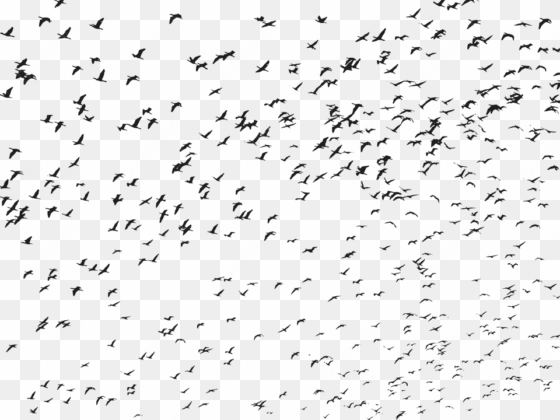 birds, flock, flying, animals, silhouette - flying bird bird png