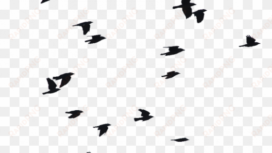 birds flying png bird png images vectors and psd files - flock birds flying png