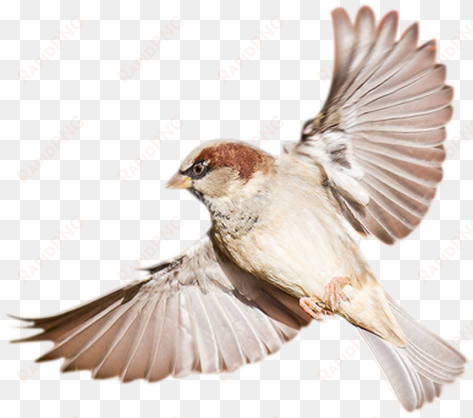birds png hd - sparrow transparent