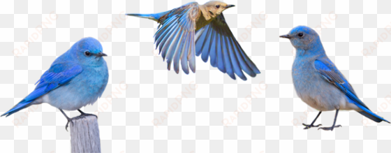 birds transparent blue - idaho mountain bluebird png