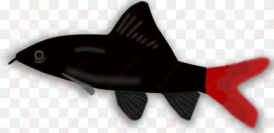 black and red aquarium fish