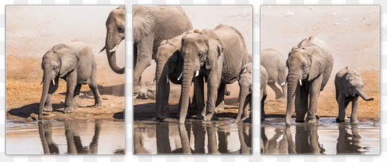 black and white elephant animals canvas wall art modern