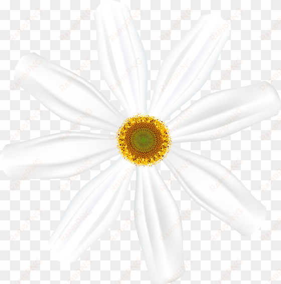 black and white flower png