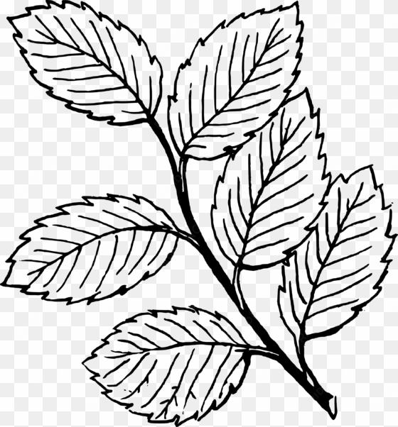 black and white leaves clipart - colouring page of leaves