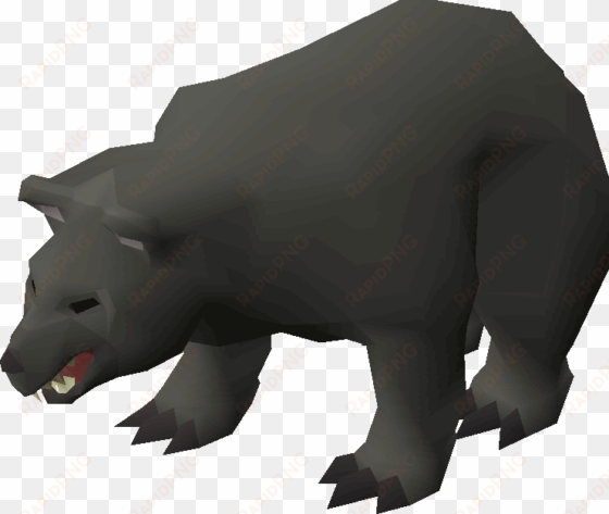 black bear - american black bear