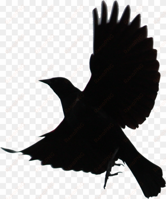 black bird png - black bird transparent background