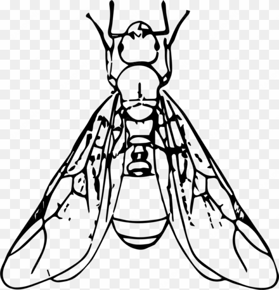black carpenter ant beetle termite drawing free commercial - ant with wings clipart black and white