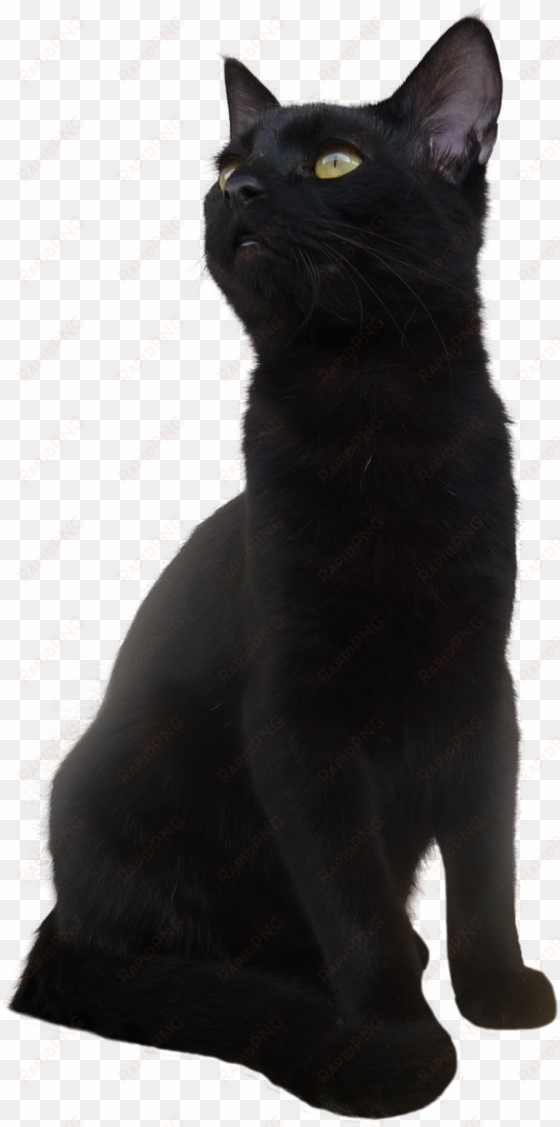 black cat png transparent picture - short hair black cat