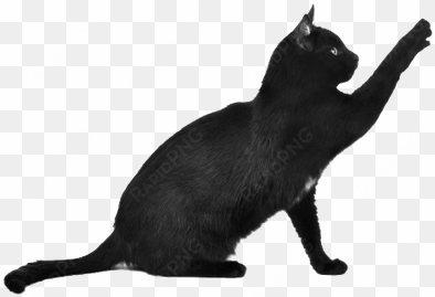 black cat scratching - black and white cat transparent background