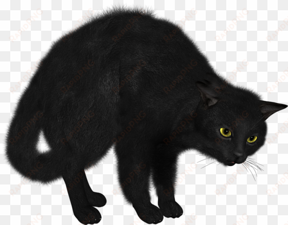 black cat transparent png