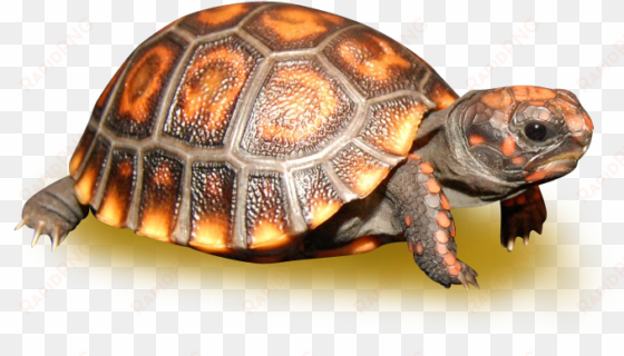 black cherry head red footed tortoise - cherry headed tortoise