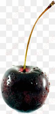 black cherry png file - black cherry