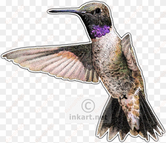 black-chinned hummingbird decal - hummingbirds of north america note cards (pk