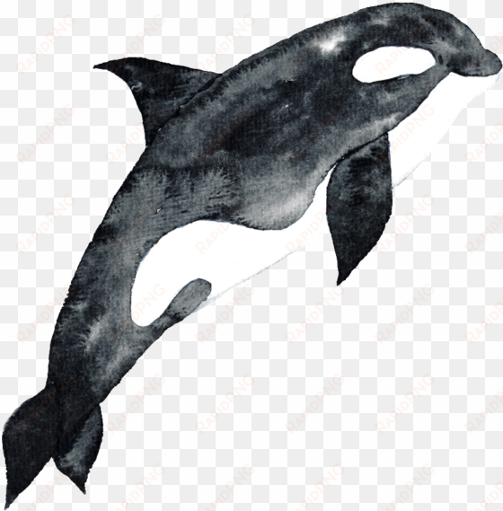 black hand drawn dolphin cartoon watercolor png - watercolor painting