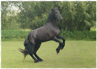 black horse rearing