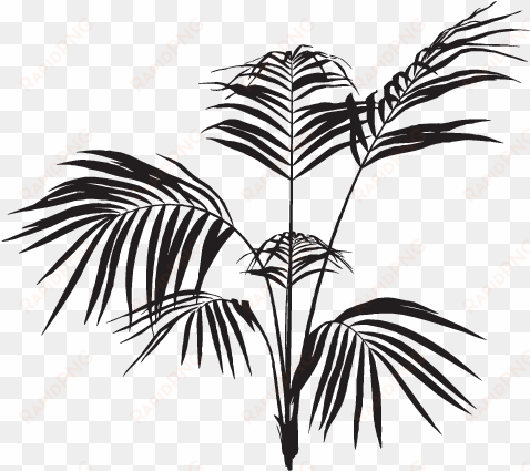 black palm leaves png