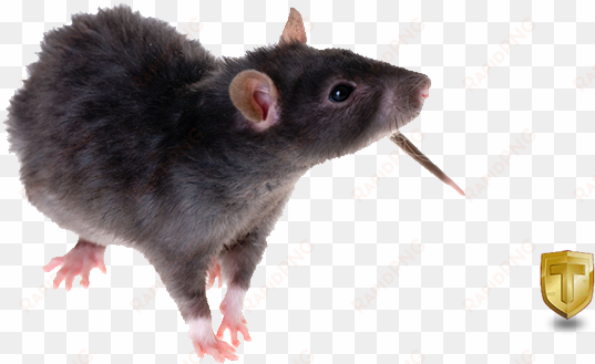 black rat png image download - black rat transparent