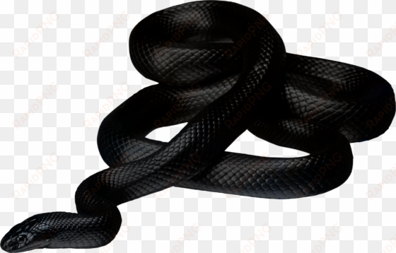 black snake png