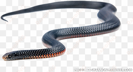 black snake png file - red belly black snake png