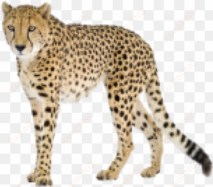 black tail cheetah png image - cheetah png