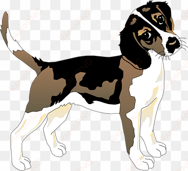 black white dog beagle pet animal mammal f - beagle dog t shirt