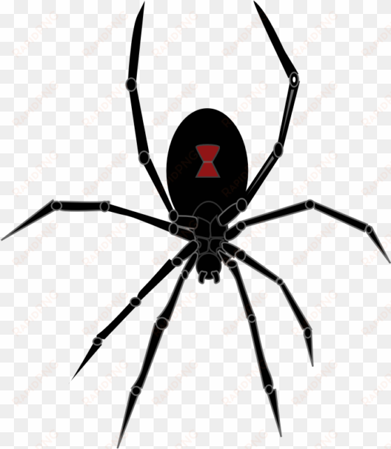 black widow spider - black widow spider png