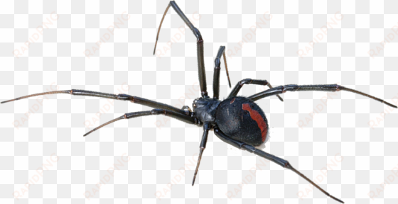 black widow spider transparent background - redback spider