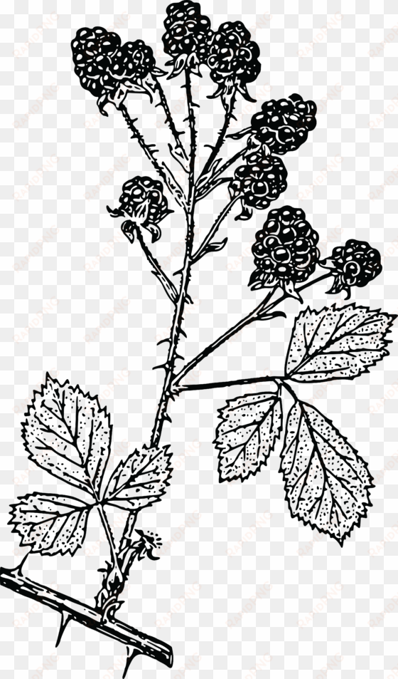 , , - blackberry branch drawing