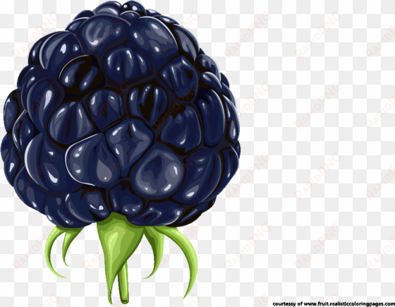 blackberry clipart blackberry fruit - clip art