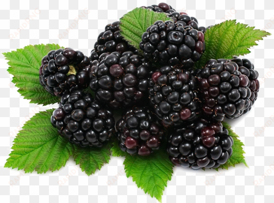 blackberry fruit png download image - blackberry fruit