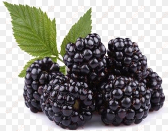 blackberry fruit png free download - black raspberry seed oil - cold pressed organic pure