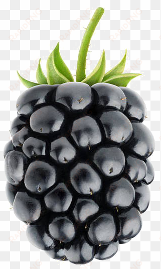 blackberry fruit png image background - blackberry fruit