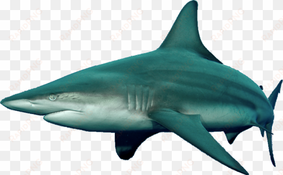 blacktip shark - tiger shark