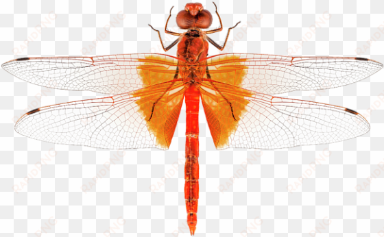 bleed area may not be visible - scarlet dragonfly