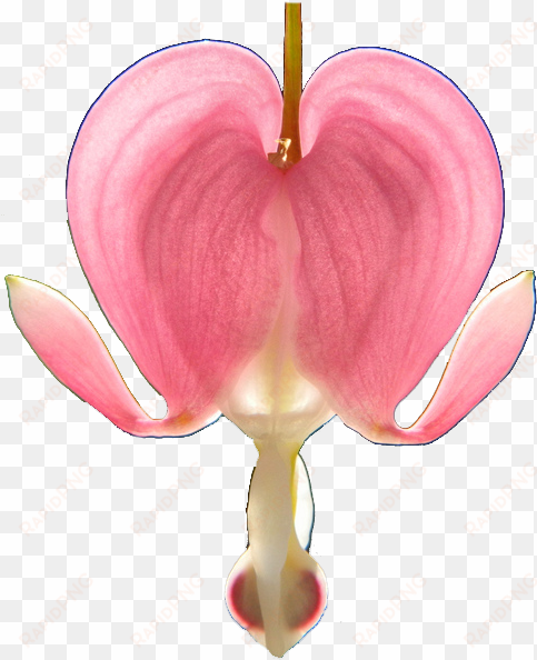 bleeding hearts - pacific bleeding heart