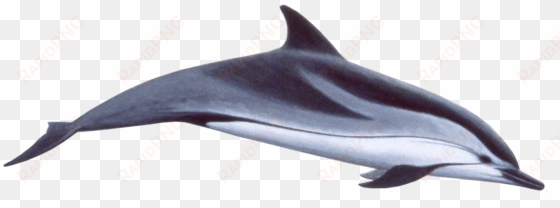 blog católico navideño ® - dolphin transparent background