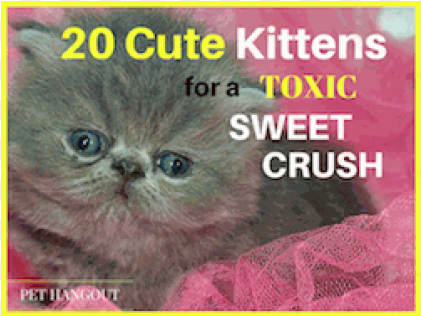 blog post22 cute kittens thumbnail - sweet kittens: grayscale coloring book [book]