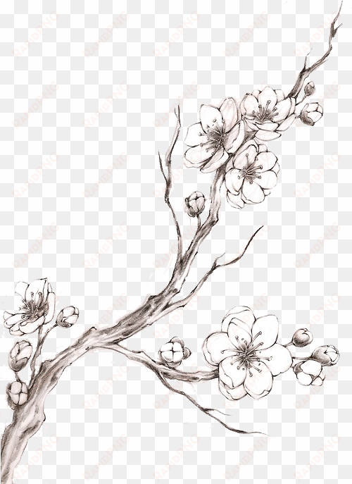blossom tattoo watercolor transprent png free download - cherry blossom tattoo black and white