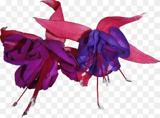 blue and purple fuchsia flower png textures - Фуксия Пнг