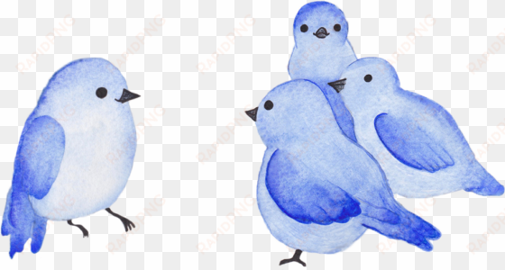 blue birds - mountain bluebird