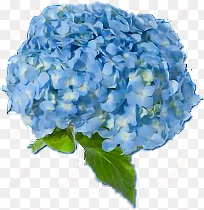 blue blueaesthetic flowers blueflowers aesthetic freeto - blue aesthetic flower png