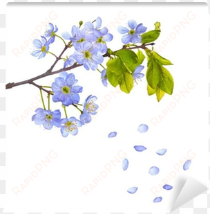 blue cherry flowers and falling petals wall mural • - complete recorder sonatas - sheet music