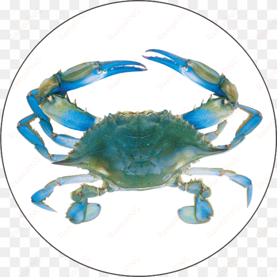 blue crab png - blue crab